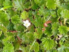 Alchemilla orbiculata