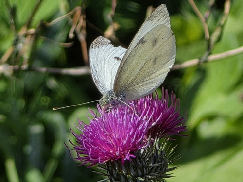 Green-veined White