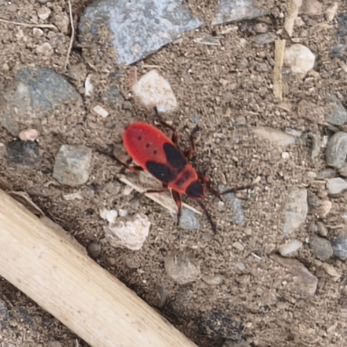 Mediterranean red bug
