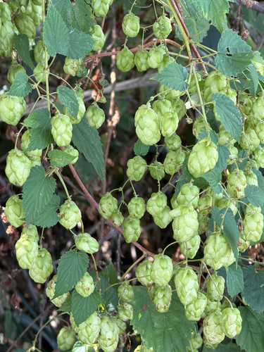 common hops