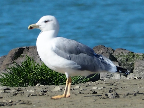 Yellow-legged Gull