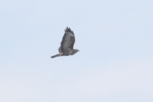 Common Buzzard