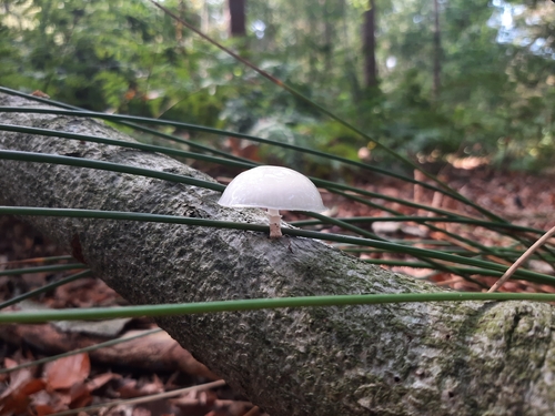 porcelain mushroom
