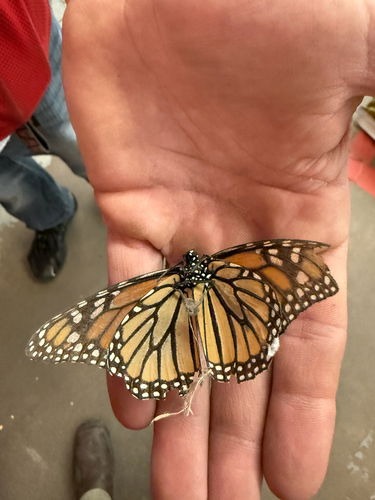 Monarch