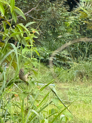 Streak-eared Bulbul