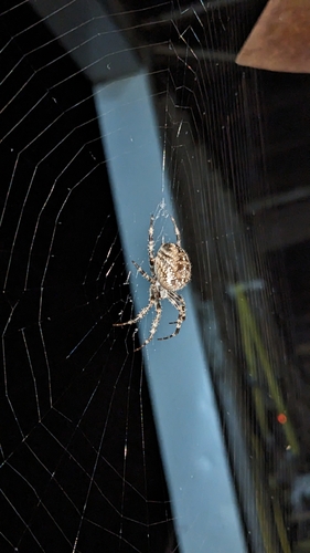 Cross Orbweaver