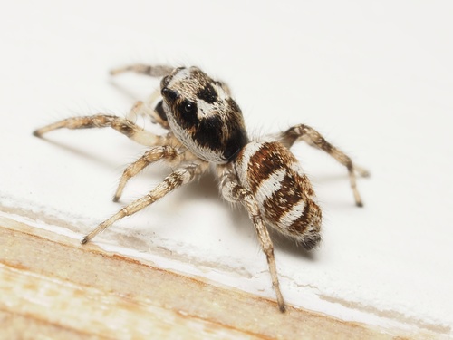 Zebra Jumping Spider