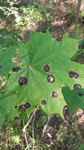 Black Tar Spot