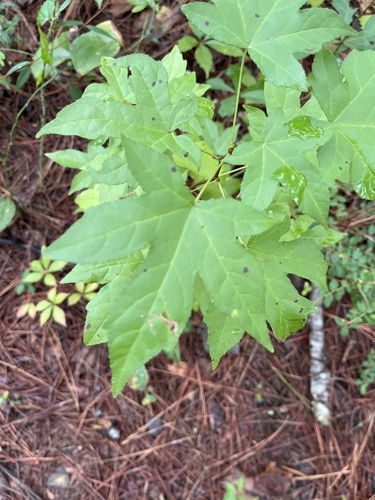 American sweetgum