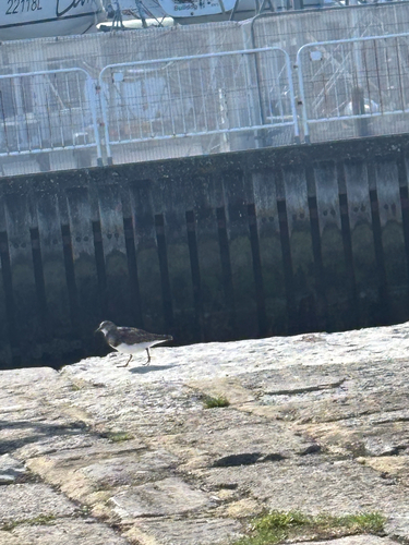 Ruddy Turnstone