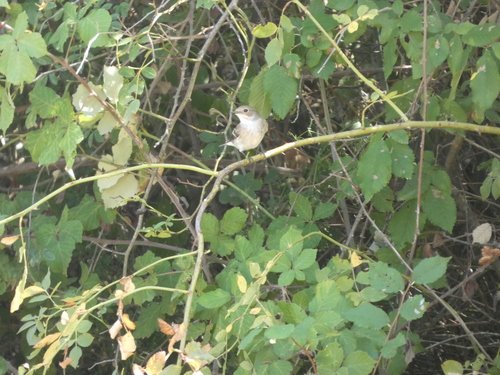 European Pied Flycatcher