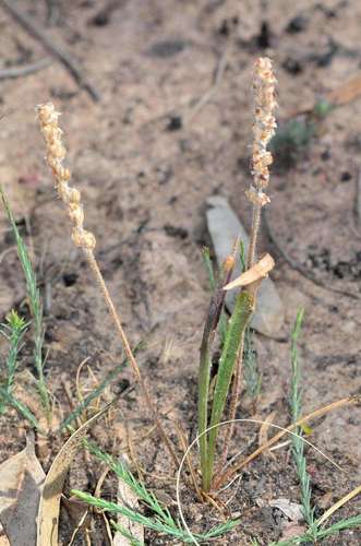 Image of Plantago gaudichaudii by (c) Chris Lindorff, some rights reserved (CC BY)
