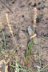 Plantago gaudichaudii