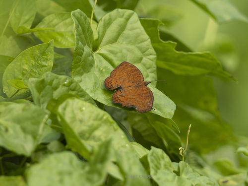 Common Castor Butterfly