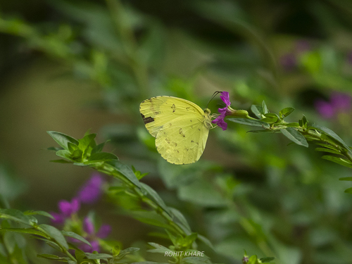 Common Grass Yellow