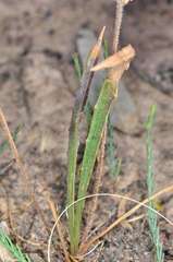 Plantago gaudichaudii