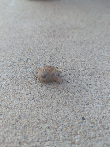Garden Snail