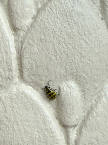 Spotted Cucumber Beetle