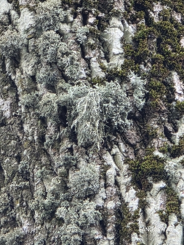 Farinose Cartilage Lichen