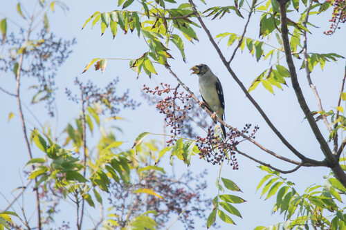 Yellow-billed Grosbeak