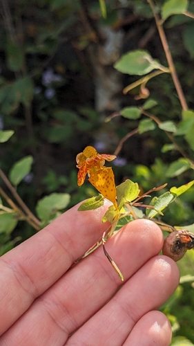 common jewelweed