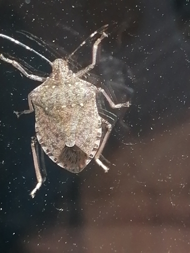 Brown Marmorated Stink Bug