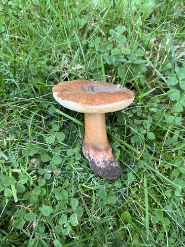 Chestnut Bolete