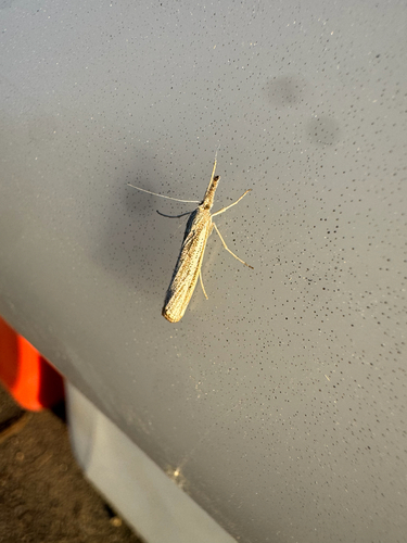 Vagabond Sod Webworm Moth