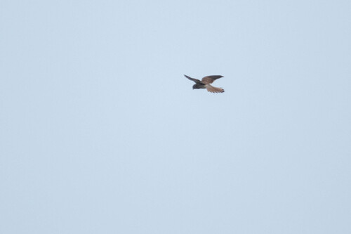 Eurasian Kestrel