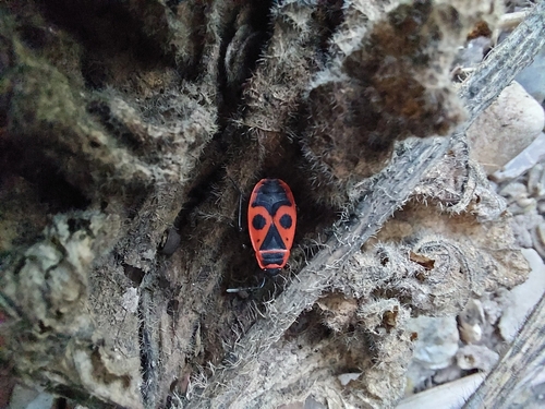 European Firebug