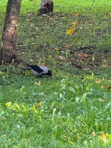 Hooded Crow