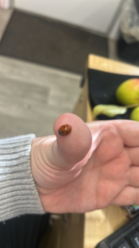 Seven-spotted Lady Beetle