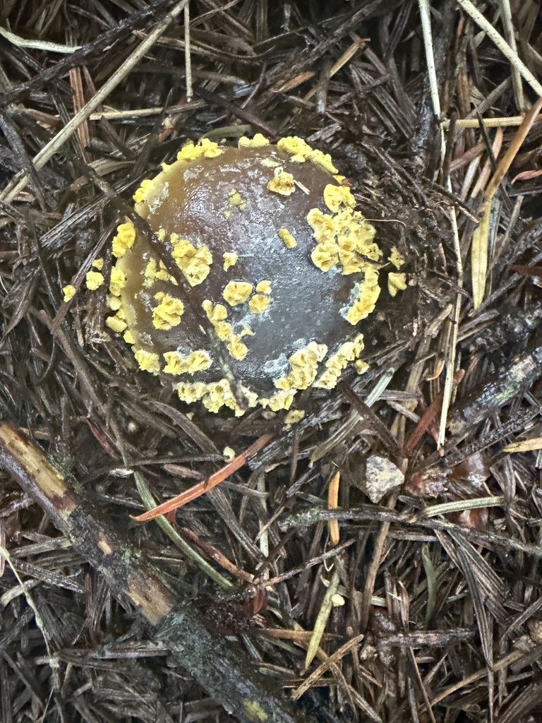 Western Yellow-veiled Amanita · September 2026 · photo: Photo: no rights reserved · iNaturalist