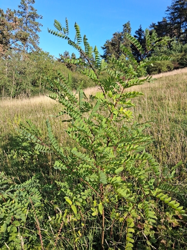 black locust