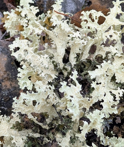Crinkled Snow Lichen
