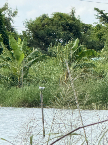 Whiskered Tern