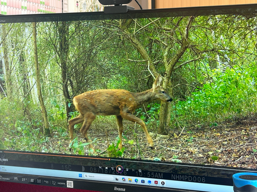 Western Roe Deer
