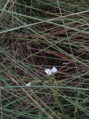Stellaria recurvata