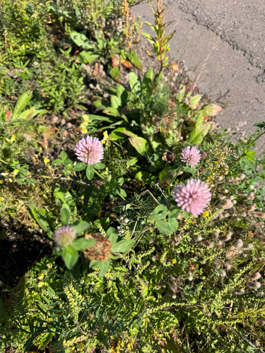 Red Clover