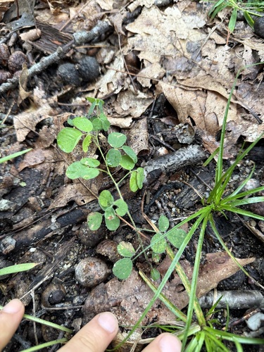 trailing lespedeza