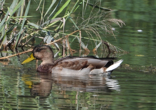 Mallard