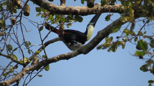 White-throated Toucan