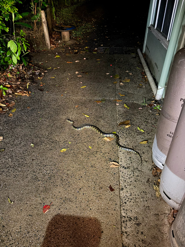Jungle Carpet Python