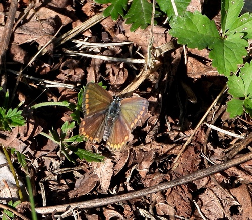 Common Blue
