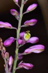 Comesperma polygaloides