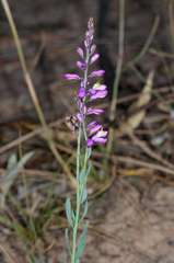 Comesperma polygaloides