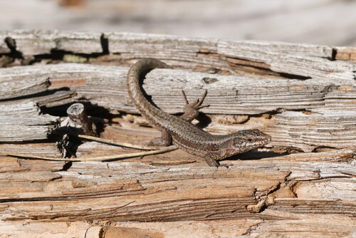 Common Wall Lizard