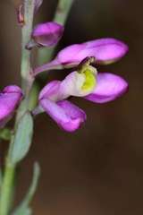 Comesperma polygaloides
