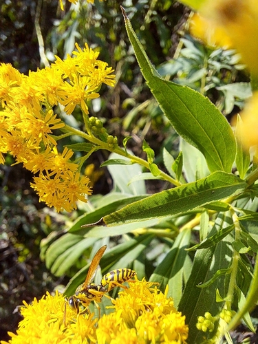 Canada goldenrod