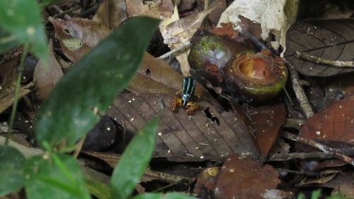 Rio Madeira Poison Frog